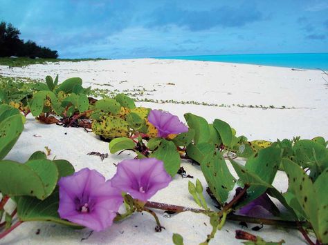 El bejuco de playa es una de las flores más resistentes a las condiciones salinas.   #Fiji #Amura #Travel #Fiyi Beach Plants, Pictures On The Beach, Flowers Name, Morning Glory Flowers, Beach Flowers, Fish Sea, Beach Painting, Sea Waves, Lush Garden