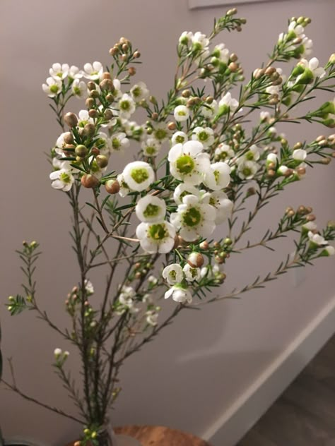 Wax flowers 😍 White Wax Flower, Filler Flowers, Flora Pattern, Wax Flower, Plant Fungus, Wax Flowers, Flower Branch, Free Hd Wallpapers, Native Plants