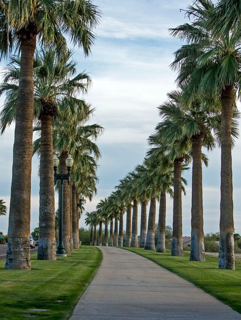 Arizona Palm Trees, Palm Trees Landscaping, Landscape Design Drawings, Palm Garden, Commercial And Office Architecture, Luxury Landscaping, Front Garden Design, Street Trees, Xi Jinping