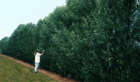 Willow Hybrids: A Quick Care Guide – Fast-Growing-Trees.com Screening Plants, Hedge Trees, Door Privacy, Privacy Hedge, Privacy Trees, Privacy Plants, Privacy Landscaping, Plant Help, Backyard Privacy