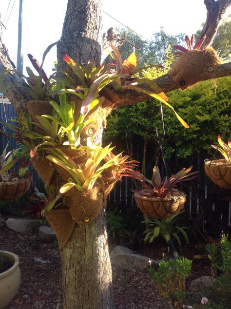 The Vintage Stand blog - how to tree plant bromeliads. Vintage Stand, Tropical Garden Design, Dead Tree, The Trunk, Backyards, Tropical Garden, Zen Garden, Backyard Ideas, Trees To Plant