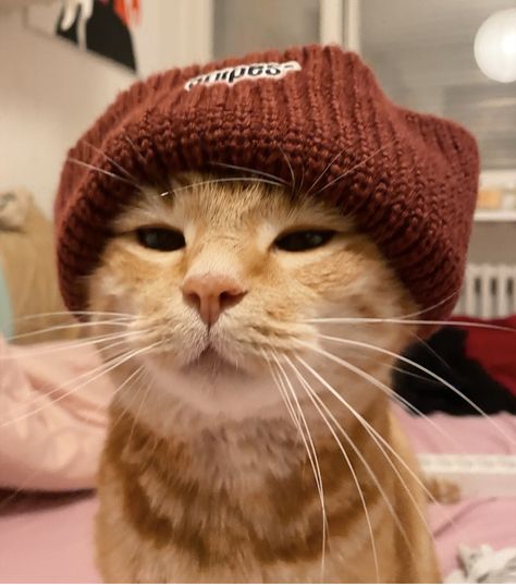 Cat With Beanie, Mewing Cat, Orange Cat Pfp, Cat Profile Picture, Cats With Hats, Orange Pfp, Cat With Hat, Fat Orange Cat, Sneaky Cat