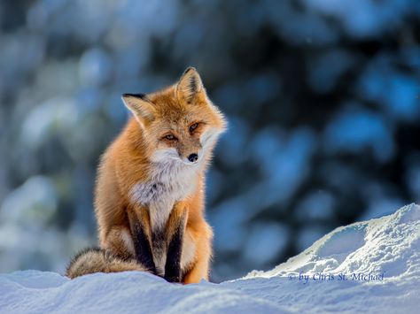 "Curious Red Fox" by Chris St. Michael: I was up in Algonquin Park and viewed this red fox from top of a hill looking down at me. It seemed very curious and was patient with me as I got in position to get this shot off. Canada Wildlife, Wolf Watercolor, Tattoo Wolf, Wolf Book, Tattoo Animal, Fox Images, Algonquin Park, Animal Watercolor, Fox Drawing