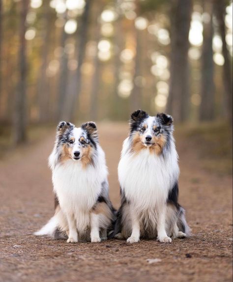 Blue Merle Sheltie, Australian Shepherd Dogs, Shepherd Dogs, Blue Merle, Different Dogs, Shetland Sheepdog, Australian Shepherd, New Puppy, Finland