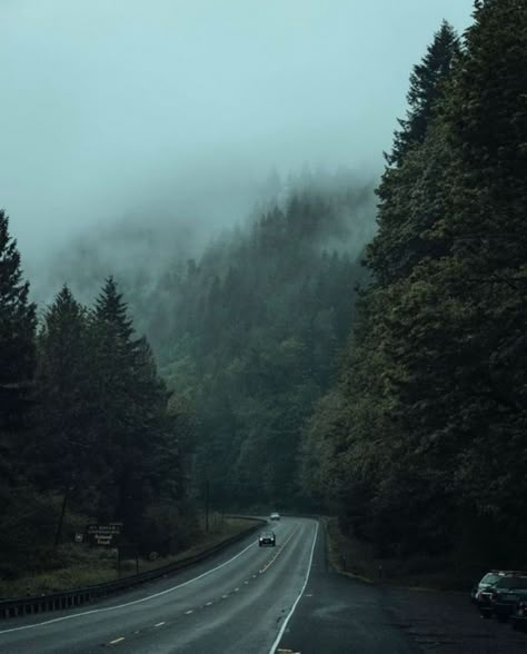 This is honestly scary😭 Dark Oregon Aesthetic, Moody Pnw Aesthetic, Washington Forest Aesthetic, Catherine Cowles, Oregon Aesthetic, Pnw Aesthetic, Oregon Nature, Dark Naturalism, Dark Forest Aesthetic