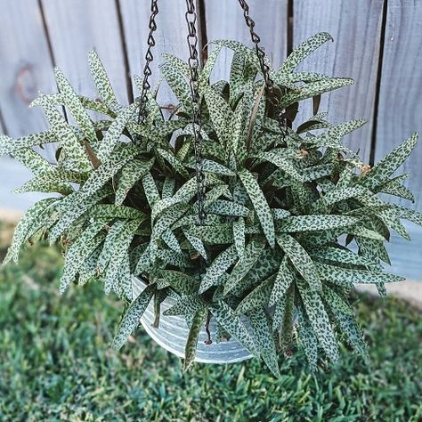 Silver Squill, Succulent Bowls, Silver Plant, Succulent Tree, Plant Names, Dream Patio, Green Things, Dish Garden, Plant Diseases