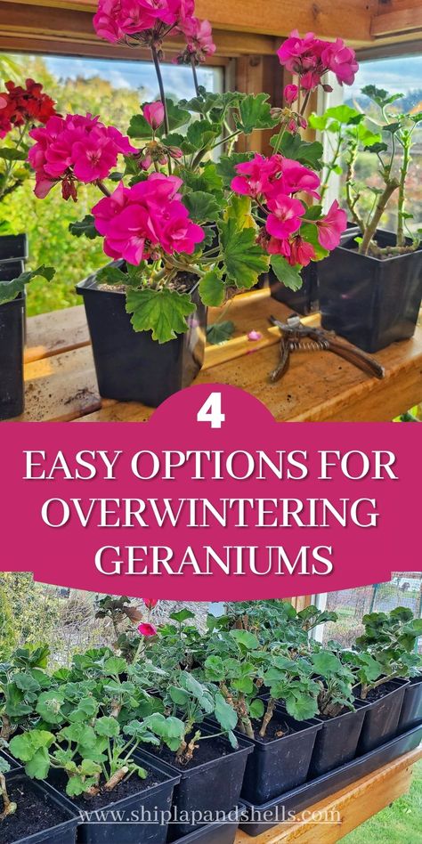 Is it hard for you to toss your geraniums away after the growing season has ended? Well, you don't have to. I will show you 4 easy options to choose from for overwintering your geraniums. Overwintering Annuals, Overwinter Geraniums, Overwintering Plants, Geraniums Indoors, Overwintering Geraniums, Inside Gardening, Garden Homestead, Growing Geraniums, Geranium Care