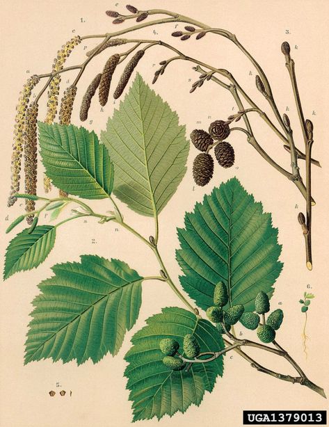 Alder Tree, Illustration Botanique, Nature Drawing, Flower Fairies, Scientific Illustration, Botanical Drawings, Nature Journal, Nature Illustration, Vintage Botanical