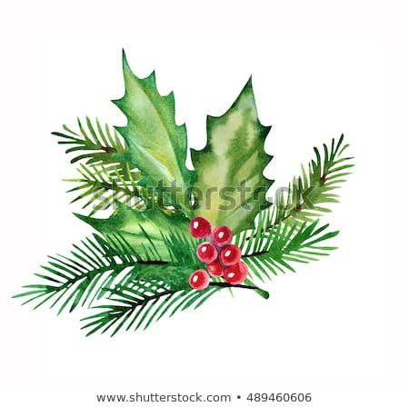 christmas design element watercolor with holly leaves, berries and spruce branches.Isolated on white background. Hand drawn style. Holly Watercolor, Watercolor Holly, Christmas Leaves, Winter Plants, Christmas Card Art, Watercolor Christmas Cards, Holly Leaves, Diy Watercolor, Watercolor Christmas