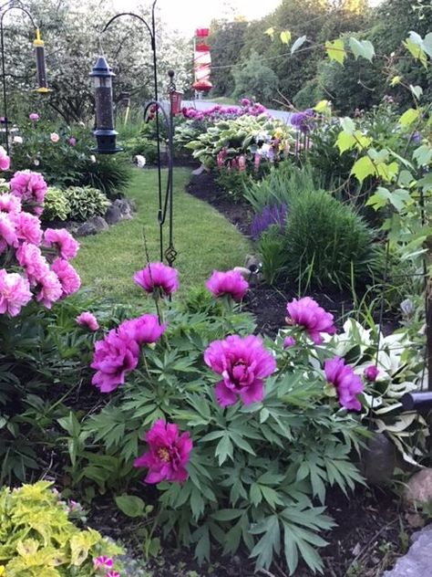 Pat’s Ontario Garden - FineGardening Peony And Hosta Garden, Ontario Landscape, Ontario Native Plant Garden, Perenial Garden, Ontario Perennial Garden, Native Ontario Plants, Pinery Provincial Park Ontario, Windowsill Plants, Itoh Peonies