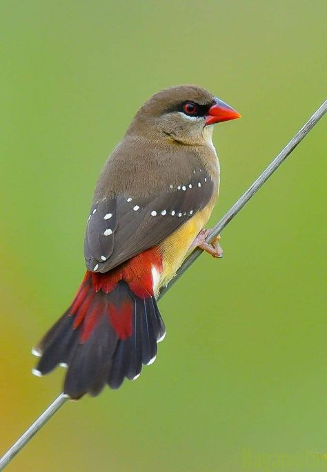 The red avadavat, red munia or strawberry finch, is a sparrow-sized bird of the family Estrildidae. Strawberry Finch, Cage Bird, Finches Bird, Monsoon Season, Indian Subcontinent, World Birds, Brown Bird, Kinds Of Birds, Backyard Birds