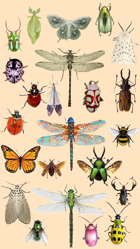 #insects #bugs Pretty Bugs Insects, Bug Collage, Insects Aesthetic, Insect Aesthetic, Desert Insects, Bug Pictures, Bug Painting, Pretty Bugs, Colorful Bugs