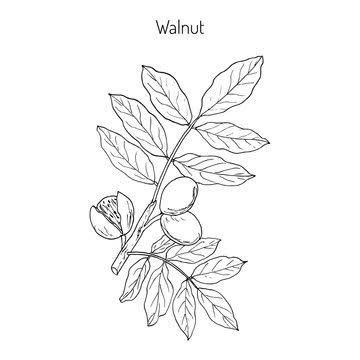 Walnut Tattoo, Tattoo New, 3 Tattoo, Field Notes, Dream Tattoos, Flowers Plants, Color Inspiration, Tatting, Liquor