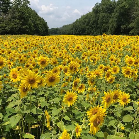 See 30 Acres of Sunflowers in Bloom - This Weekend, 30 Acres of Sunflowers Will Be In Peak Bloom Field Of Sunflowers, Sunflower Garden, Flower Landscape, Garden Tours, Sunflower Fields, Nature Aesthetic, Flower Field, In Bloom, Nature Pictures