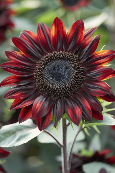 A delightful mix of rich chocolate and deep cherry hues, the Chocolate Cherry Sunflower captivates with its unique and striking appearance.  Light: Full sun. Water: Moderate, well-drained soil. Soil: Rich, sandy loam. Temperature: 70-80°F (21-27°C). Humidity: Moderate. Fertilizer: Balanced flower fertilizer every 2-3 weeks during the growing season.An eye-catching addition to sunny garden beds and borders.  #houseplants #Plants #garden #leaf #Sunflower #ChocolateCherrySunflower Midnight Oil Sunflower, Maxamillion Sunflower, Maroon Sunflower, Chocolate Cherry Sunflower, Dark Sunflower, Chocolate Sunflower, Sunflower Leaf, Sunflower Autumn, Types Of Sunflowers