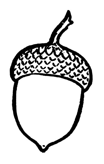 Acorn Drawing, Acorn Tattoo, Tooling Patterns, Planning Printables, Free Clipart, Cute Coloring Pages, Autumn Activities, Autumn Art, Preschool Art