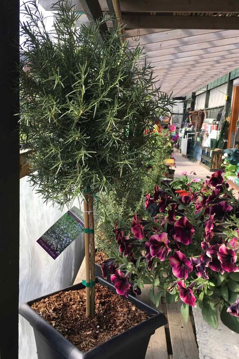 large rosemary tree at plant nursery Rosemary Tree, Big Planters, Low Growing Shrubs, Bamboo Stakes, Growing Rosemary, Rosemary Plant, Mediterranean Plants, Small Shrubs, Topiary Trees