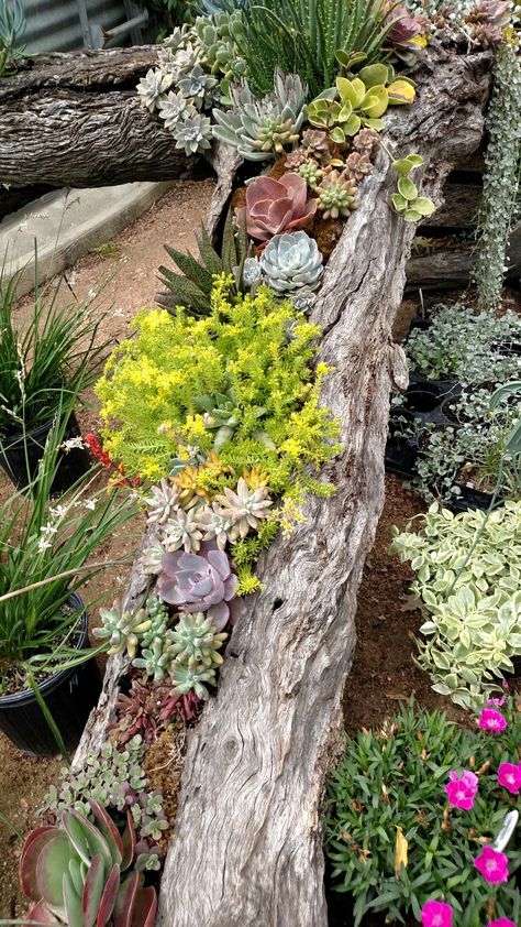 Repot Succulents, Boulder Garden, Succulent Planting, Garden Succulents, Plant Succulents, Succulent Garden Indoor, Succulent Garden Design, Succulent Landscaping, Garden Art Ideas