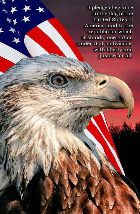 Patriotic Pictures, I Pledge Allegiance, Indian Skull, American Flag Wallpaper, Liberty And Justice For All, Eagle Pictures, Independance Day, I Love America, Pledge Of Allegiance