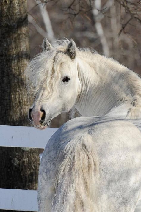 Beautiful light Dapple Grey horse looking back at you. Dapple Grey Horses, Horse Inspiration, Painting Easy, Most Beautiful Horses, Grey Horse, Majestic Horse, All The Pretty Horses, Horse Crazy, White Horses