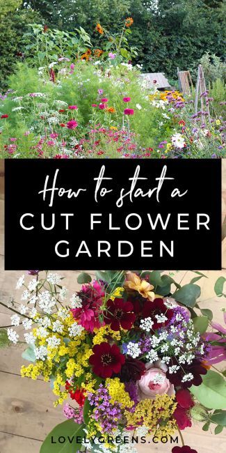 Funny Vine, Cut Garden, Cut Flower Farm, Flower Farming, Meteor Garden 2018, Garden Wallpaper, Cut Flower Garden, Have Inspiration, Gardening Hacks