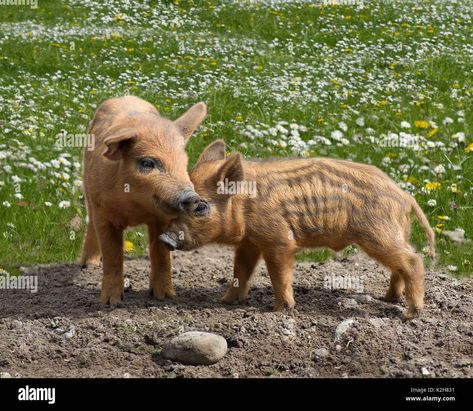 Download this stock image: Mangalitsa Pig, two piglets playing with each other on a blooming meadow. - K2H831 from Alamy's library of millions of high resolution stock photos, illustrations and vectors. Mangalitsa Pig, Image Processing, Pigs, Photo Image, High Resolution, Elephant, Stock Images, Resolution, Stock Photos