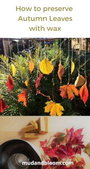 How to maintain autumn leaves with wax Preserving Leaves, Nature Crafts Kids, Gardening Activities, Teaching Babies, Childrens Gardening, Autumn Leaves Art, Nature Craft, Eco Friendly Kids, Nature Projects