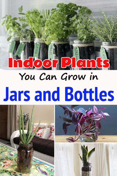 Growing Plants In Glass Jars, Indoor Plants In Glass Jars, Glass Jar Plant Ideas, Hydro Indoor Plants, Herbs In Glass Jars, Grow Plants In Water Jars, Plants In Glass Containers, Glass Pots For Plants, Plants In Glass Vases