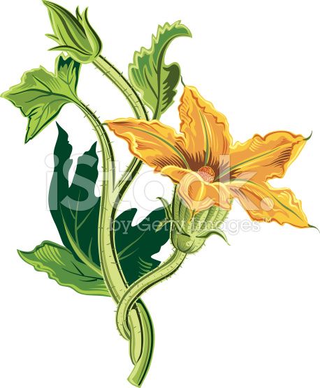 Pumpkin Plant, Flower Vector Illustration, The Painted Veil, Wildflower Drawing, Botanical Sketchbook, Planting Pumpkins, Squash Blossoms, Vegetable Illustration, Middle School Art Projects