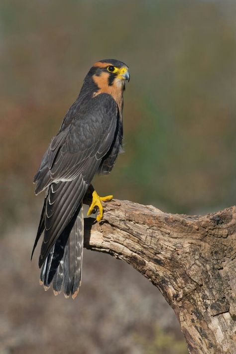 Aplomado Falcon, Raptor Bird, Raptor Bird Of Prey, Raptors Bird, Amazing Birds, Bird Of Prey, Big Bird, Exotic Birds, Bird Photo