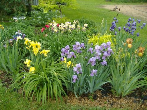 Iris Flowers Garden, Garden Board, Companion Gardening, Daylily Garden, Hillside Garden, Lily Garden, Backyard Garden Landscape, Day Lilies, Iris Garden