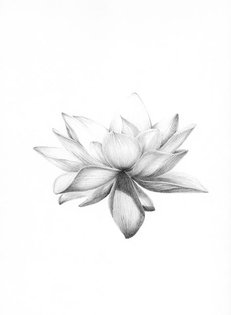 Lotusblume Tattoo, Lotus Flower Tattoo Design, Lotus Tattoo Design, Kunst Tattoos, Lotus Flower Art, Lotus Tattoo, Spine Tattoos, Graphite Drawings, Flower Tattoo Designs