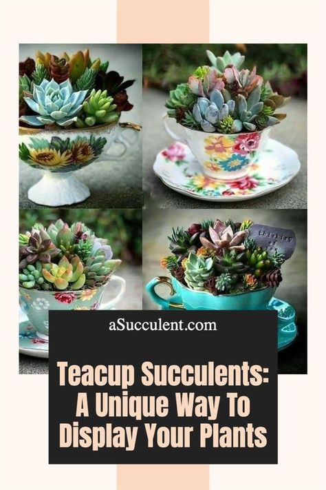 Teacup Succulents: A Unique Way To Display Your Plants Tea Cup Arrangements, Diy Teacup Planter, Diy Succulent Arrangements, Teacup Succulent Diy, Succulent In Teacup, Succulent Tea Cup, Tea Cup Succulent, Succulents In Teacups, Tea Cup Garden Art