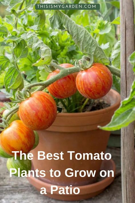 When it comes to growing great tomatoes in containers on your porch, deck or patio, big success starts with selecting the best, most flavorful varieties for small space growing! In this article, we take a quick look at a few of the biggest secrets to successful patio tomato growing, along with 5 amazing container tomatoes to grow that to fill your back deck, porch or patio with sensational flavor! Grow Tomatoes In Pots, Potted Tomato Plants Patio, How To Plant Tomatoes In A Pot, Porch Tomato Plants, Grow Tomatoes In Containers, Container Tomatoes Growing, Plant Tomatoes In Pots, Tomato Planter Ideas, How To Grow Tomatoes In A Pot