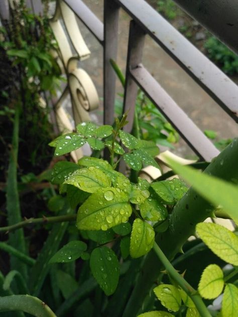 Rainy Day Flowers Aesthetic, Evening Rain Snap, Rainy Morning Snap, Rainy Day Snap, Love Rain Quotes, Rainy Flowers, Rain Evening, Rain Snap, Rainy Day Pictures