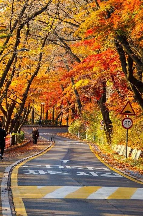 Beautiful Place In The World, Autumn In Korea, South Korea Photography, Best Countries To Visit, Travel Life Hacks, World Most Beautiful Place, Scene Background, South Korea Travel, Adventure Travel Explore