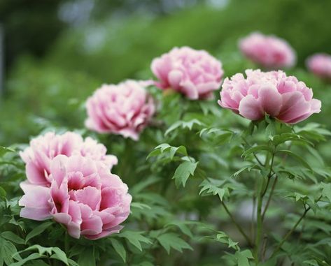 Best Shrubs For Shade, Hydrangea Varieties, Peonies Season, Shade Shrubs, Planting Peonies, Perennial Grasses, Garden Shrubs, Nail Swag, Flower Care