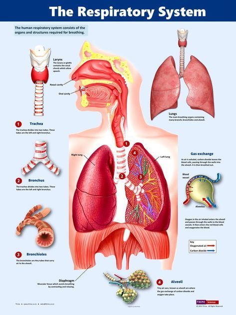 Science Project Models, Human Respiratory System, Human Body Projects, Biology Poster, Natural Decongestant, Sistem Pencernaan, The Respiratory System, Medical School Life, Nurse Study Notes