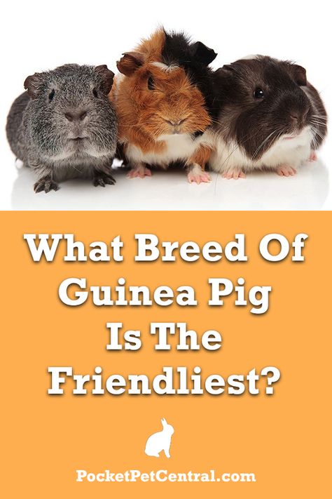 Pig Names, Guinea Pig Breeds, Guinea Pig Information, Pig Facts, Guinea Pig Breeding, Pig Care, Pig Breeds, Pet Pig, Pet Guinea Pigs