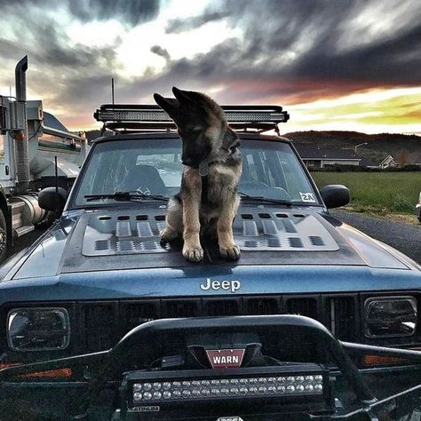 #jeepindogs #jeep #jeepdog #jeepdogs #jeepindog #jeeplife #jeepsarefordogs #itsajeepthing #Jeeps #Dogs #Dog #JeepWrangler #K9 Super Pictures, Jeep Dogs, Gsd Puppy, Dream Cars Jeep, Jeep Stuff, Cute Dog Pictures, All Dogs, Dog Car, Cute Dogs And Puppies