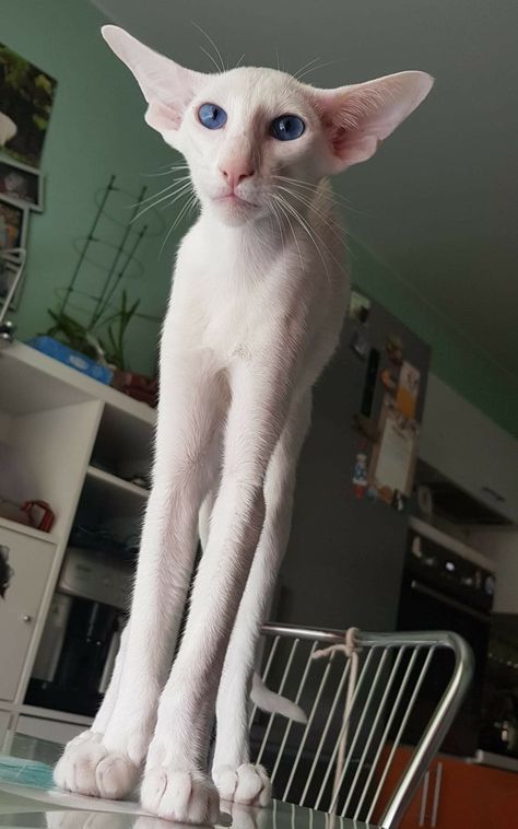 Orential Shorthair, Dobby Cat, Cute Hairless Cat, Hairless Cats, Söpö Kissa, Soyut Sanat Tabloları, Silly Cats Pictures, Hairless Cat, Most Beautiful Cat Breeds