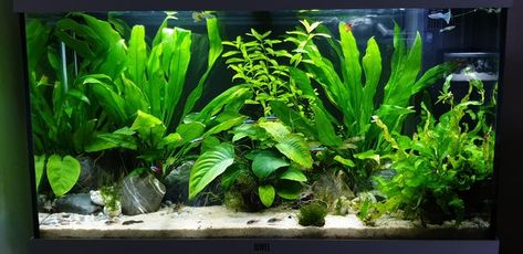 My first FTS Friday! This is my shrimp tank one month in. Couldn't have been possible without all the inspo and plethora of knowledge on this sub. : PlantedTank Java Fern, Nitrogen Cycle, Question To Ask, Shrimp Tank, Planted Tank, Sand And Gravel, Aquascaping, Planted Aquarium, Garden Soil