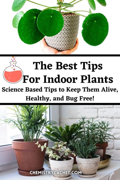 Check out Chemistry Cachet's super easy, science based plant care tricks and tips you might not have tried before. These house plant hacks are easy for anyone to follow, even beginners. They will keep indoor plants healthy, pretty, and bug free. Learn how to look after plants inside and keep them alive for years to come! Popular House Plants, Easy Care Houseplants, Building Raised Garden Beds, Plant Care Tips, Plant Hacks, Indoor Plant Care, Best Indoor Plants, Plant Science, Easy Science