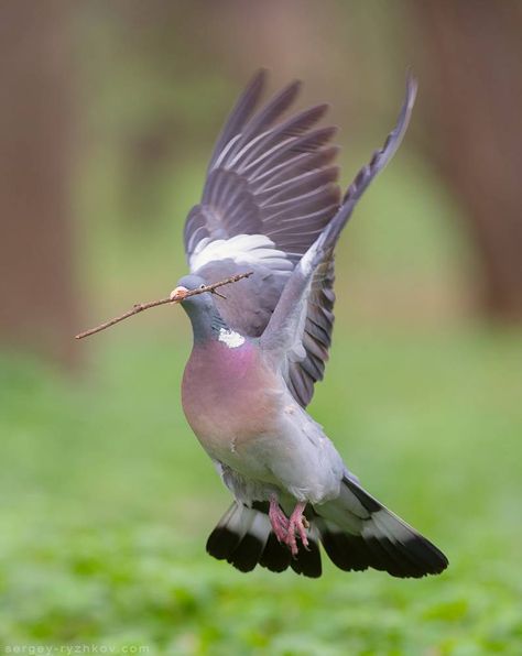 Columba palumbus/ Örvösgalamb Feral Pigeon, Cute Pigeon, Conure Parrots, Wood Pigeon, Dove Pigeon, Hawaii Wall Art, Dove Bird, British Birds, Wildlife Habitat