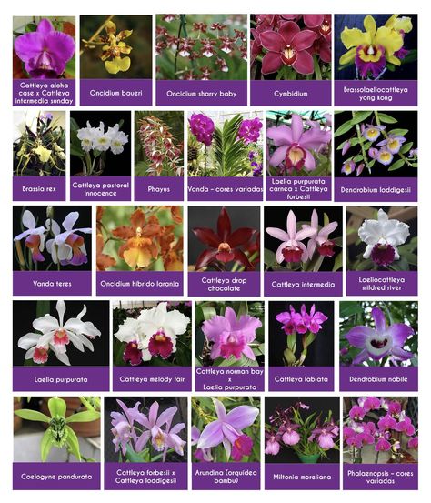 Different Types Of Orchids, Orchid Types, Plant Shopping, Orchid Plant Care, Orchid Varieties, Types Of Orchids, Chinese Money Plant, Growing Orchids, Money Plant