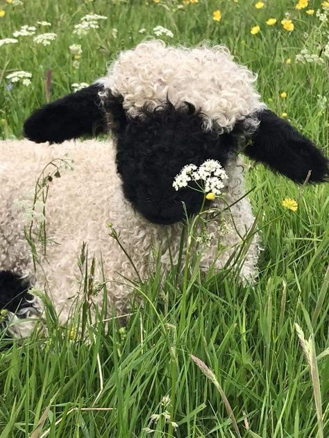 Blacknose Sheep, Valais Blacknose, Valais Blacknose Sheep, Cute Lamb, Baby Sheep, Sheep And Lamb, Cute Sheep, Pretty Animals, Silly Animals