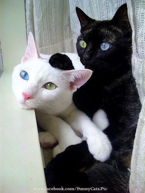 Both of these kitties have heterochromia iridum, a genetic trait in which the eyes are two different colors. It's a rainbow of cute! (FunnyCats.Pic via For the Love of Black Cats (Black Cat Appreciation Page)) Katt Grejer, Black And White Cats, Funniest Animals, Cat Fun, Cat Funny, White Cats, Cat Stuff, Cute Kittens, Angkor