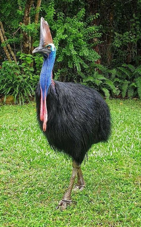 Cassowary Bird, Tattoo Nature, Tattoo Animal, Animals Tattoo, Flightless Bird, Nature Wallpapers, List Of Animals, Wallpaper Nature, Bird Wallpaper