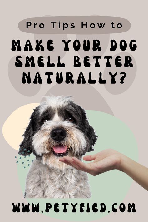 We all think about it at some point: how to make my dog’s breath smell better naturally? Just like healthy animals, dogs, too, have a natural odor. Sometimes, the scent gets unpleasant when they play outside, roll around in something smelly, or even have a medical issue. Smelly Dog Remedies, Daily Care Routine, Dog Perfume, Smelly Dog, Puppy Breath, Dog Breath, Dog Remedies, Dog Smells, Perfume Recipes