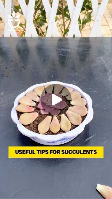 Ideas For Planting Succulents, How To Grow Succulents, How To Plant Succulents, Suculentas Ideas, Replanting Succulents, Succulent Garden Diy Indoor, 2024 Tips, Patio Container Gardening, Garden Hacks Diy